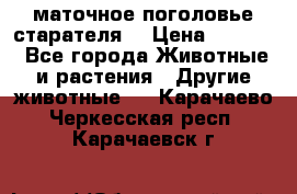 маточное поголовье старателя  › Цена ­ 2 300 - Все города Животные и растения » Другие животные   . Карачаево-Черкесская респ.,Карачаевск г.